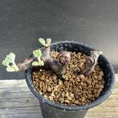 òǥåڥ르˥ࡡߥӥ*7ʡʸ¤