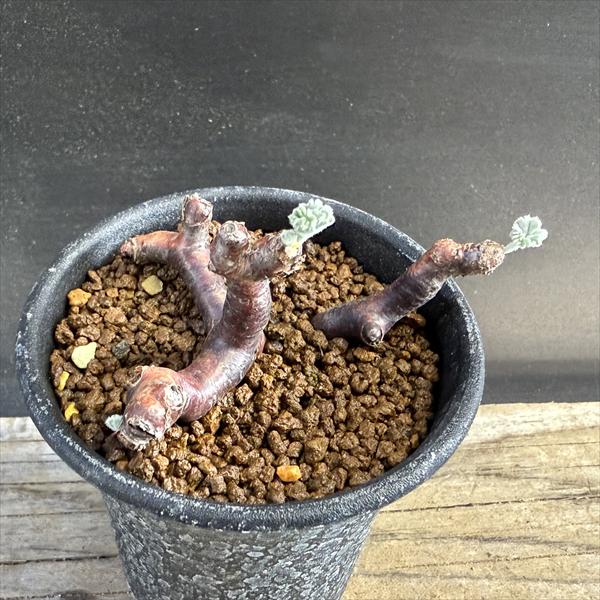 ���ò��������ǥå������ڥ�르�˥��ࡡ�ߥ�ӥ�*��6��������ʡ����ʸ¤�