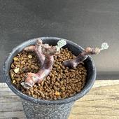 òǥåڥ르˥ࡡߥӥ*6ʡʸ¤