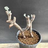 òǥåڥ르˥ࡡߥӥ*7ʡʸ¤