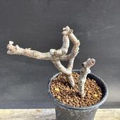 òǥåڥ르˥ࡡߥӥ*9ʡʸ¤