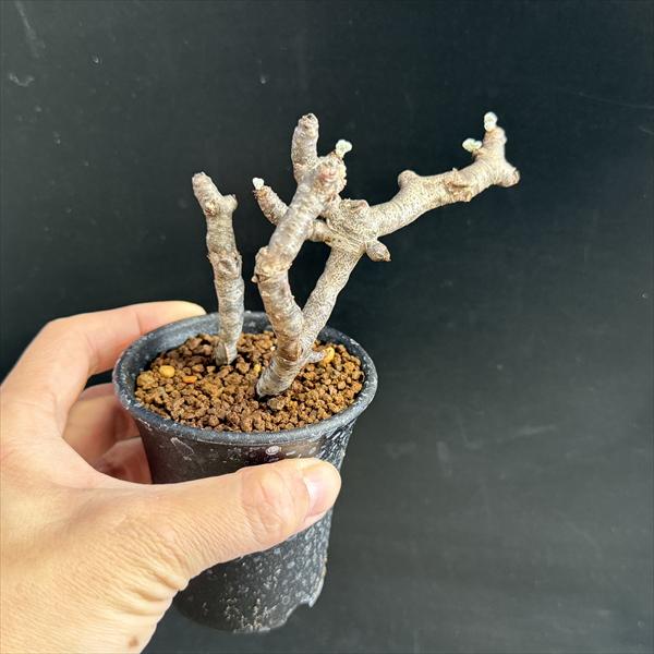 ☆特価☆コーデックス：ペラルゴニウム ミラビレ*幅9cm 現品！一品