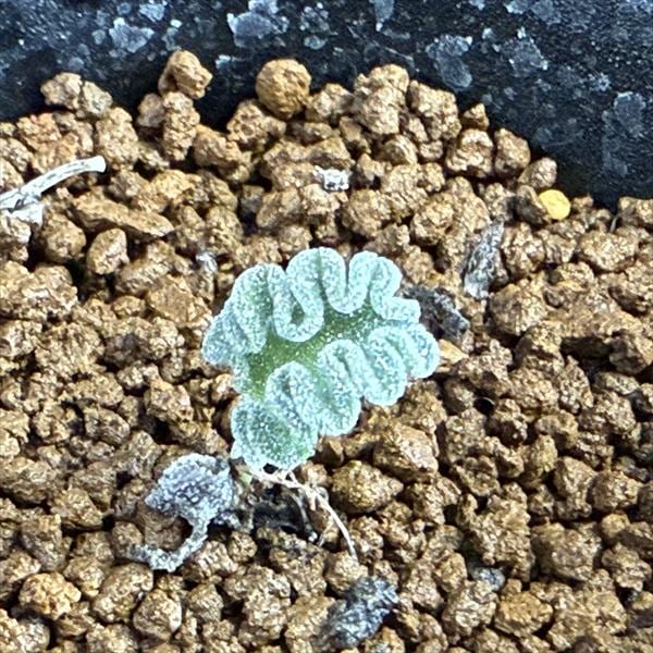 球根植物：エリオスペルマム チタノプソイデス*葉幅1cm 現品！一品