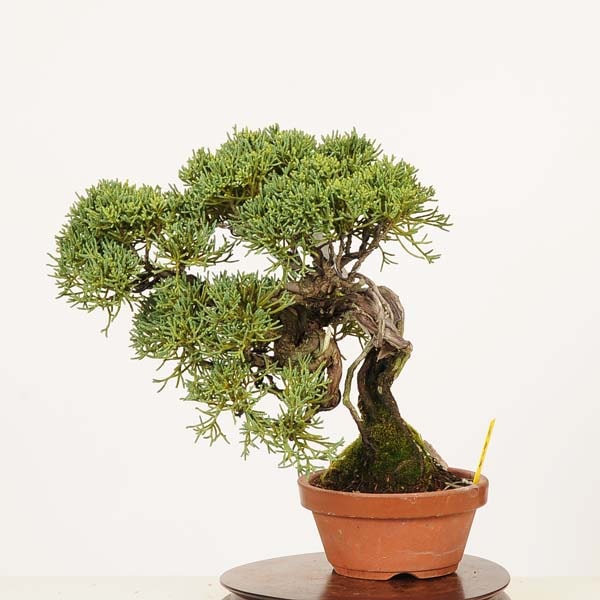 盆栽：真柏 *現品 一点物 しんぱく シンパク Sabina chinesis Shinpaku
