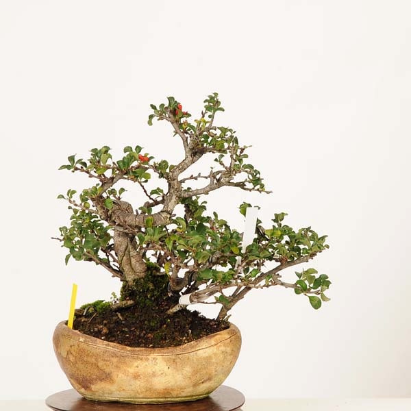 �ߺϡ�Ĺ����(���祦����Х�)������*���礦����Ф���Cyoujyubai�� �����ߺϡ�