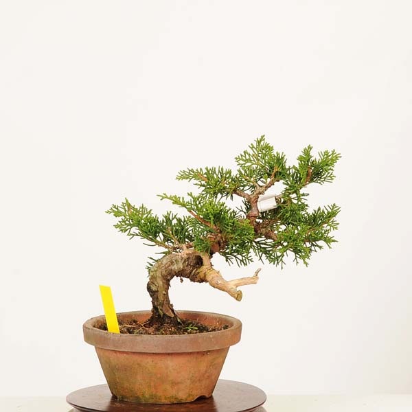 �ߺϡ������� ����* ����ʪ ����Ѥ�������ѥ� Sabina chinesis��Shinpaku bonsai �����ߺ�