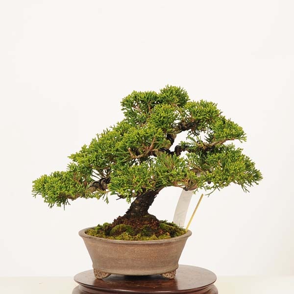 盆栽：糸魚川真柏 現品*一点物 しんぱく シンパク Sabina chinesis