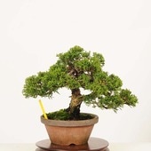 ߺϡ *ʪ Ѥѥ Sabina chinesisShinpaku bonsai ߺ