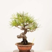 ߺ ־ʥޥġ* ʪ ޤ Akamatsu bonsai Pinus densiflora ߺ