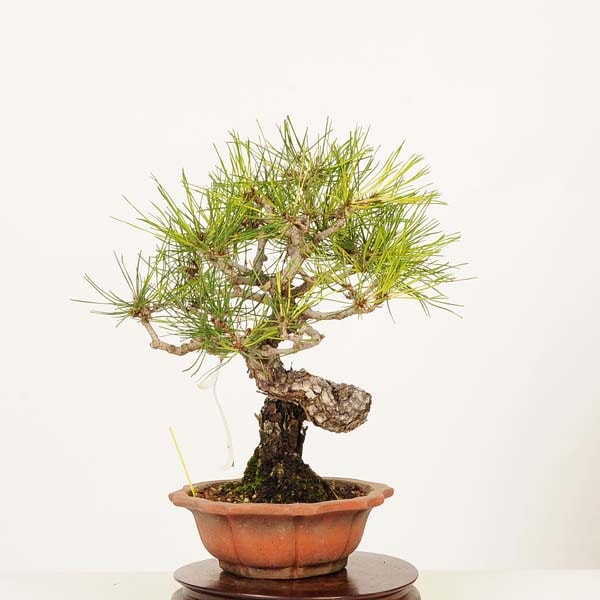盆栽 特選：赤松（アカマツ）*現品 一点物 あかまつ Akamatsu bonsai