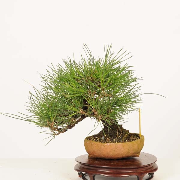 黒松盆栽 万里一空 特選 春を松 Bonsai Kuromatsu 黒松盆栽 万里一空