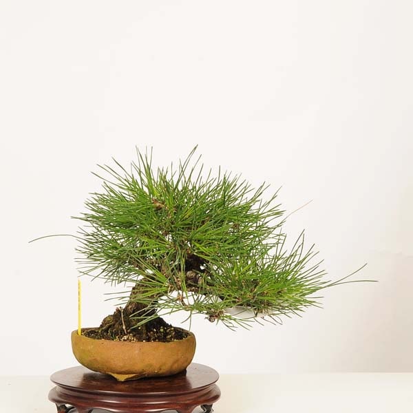 盆栽 特選：三河黒松* 現品 一点物 くろまつ クロマツ Kuromatsu