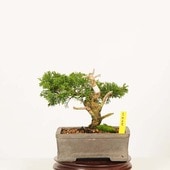 ߺϡ * ʪ Ѥѥ Sabina chinesisShinpaku bonsai ߺ