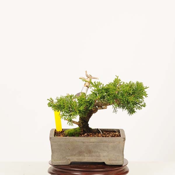 盆栽：糸魚川真柏 現品* 一点物 しんぱく シンパク Sabina chinesis