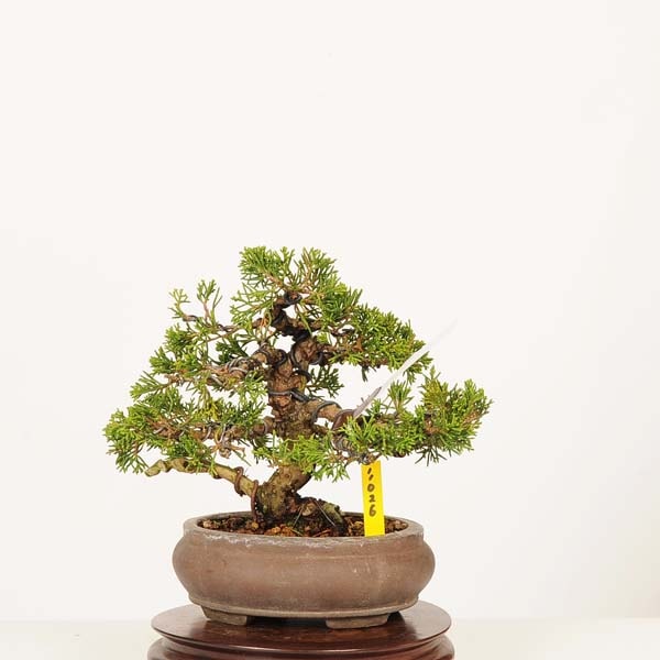 �ߺϡ������� ����* ����ʪ ����Ѥ�������ѥ� Sabina chinesis��Shinpaku bonsai �����ߺ�