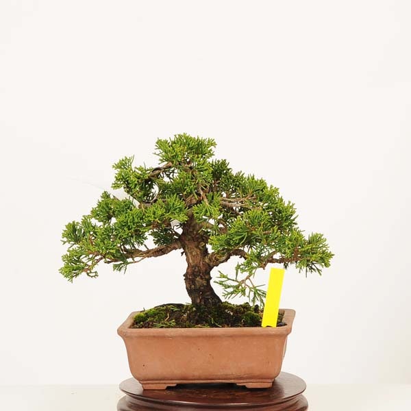 盆栽：糸魚川真柏 現品* 一点物 しんぱく シンパク Sabina chinesis