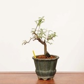 ߺϡ뻳ܥ(󤷤礦)*ʪ 󥷥祦IsozansyoOsreomeles anthyllidifolia var. subrotundaߺ