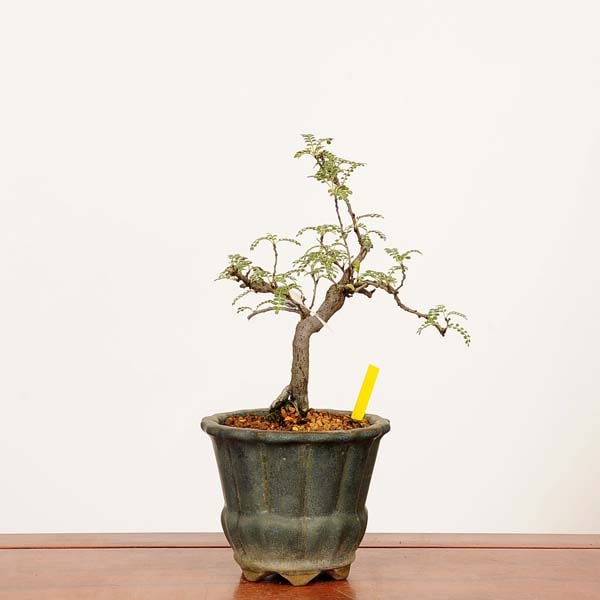 盆栽：磯山椒(いそざんしょう)現品*一点物 サンショウ Isozansyo