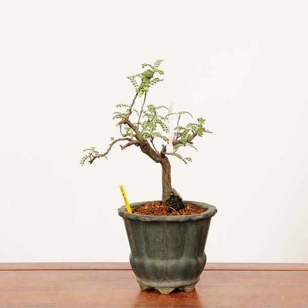 盆栽：磯山椒(いそざんしょう)現品*一点物 サンショウ Isozansyo