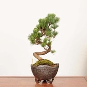 ߺϡվ* ʪ 褦ޤġ襦ޥġGoyoumatsu bonsai ߺ