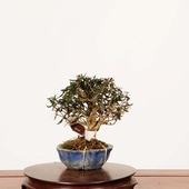 ߺϡ˳ʥ󥫥˸*ʪ 󤫤顡 Kazura bonsai ߺ