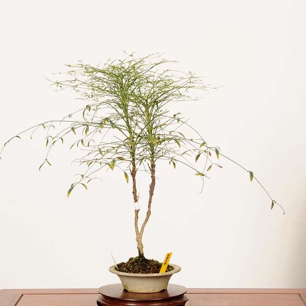 �ߺϡ��ӻ���ŷ(�󽣶ӻ�)*����  ����ʪ �ʤ�Ƥ󡡥ʥ�ƥ�nanten bonsai �����ߺ�