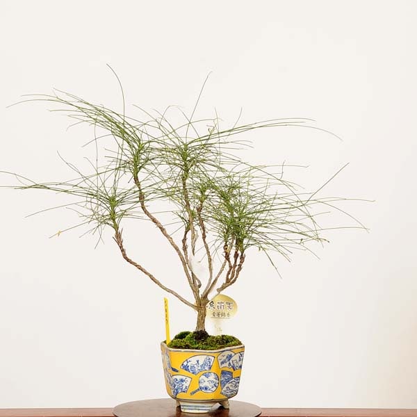 �ߺϡ��ӻ���ŷ(�Ĳ�ӻ�)*����  ����ʪ �ʤ�Ƥ󡡥ʥ�ƥ�nanten bonsai �����ߺ�