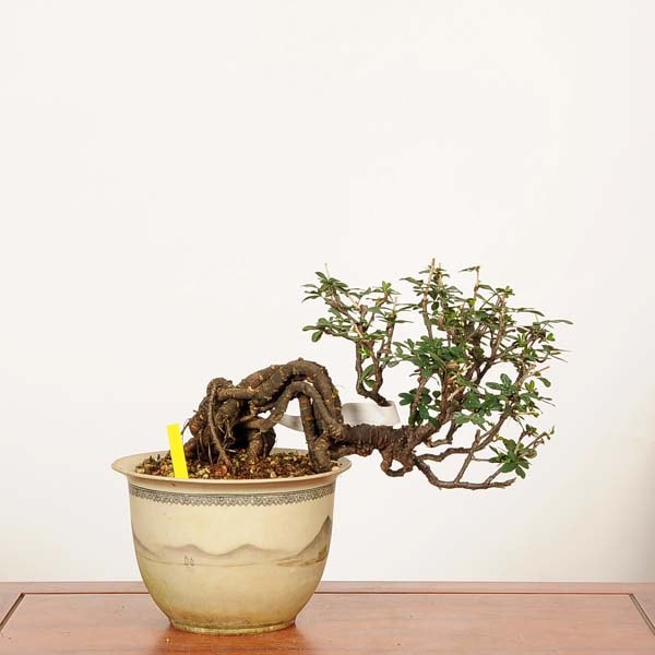 盆栽：金雀花(むれすずめ)*現品 一点物 ムレスズメ Muresuzume bonsai