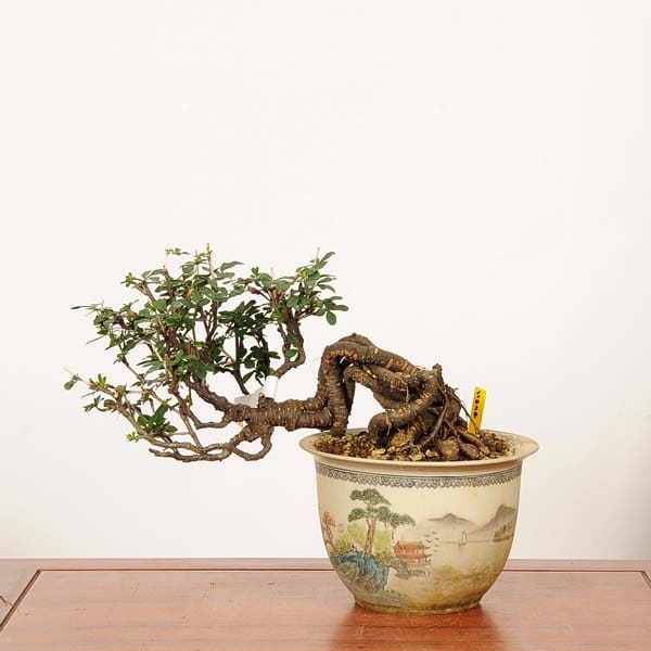 盆栽：金雀花(むれすずめ)*現品 一点物 ムレスズメ Muresuzume bonsai