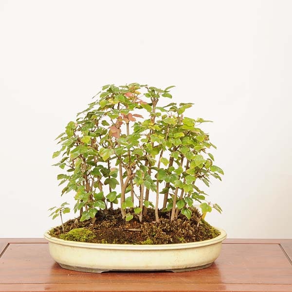 盆栽 カエデ 盆栽 特選：宮様楓寄せ 現品*一点物 かえで カエデ Kaede bonsai Acer