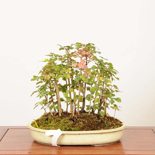 盆栽 特選：宮様楓寄せ 現品*一点物 かえで カエデ Kaede bonsai Acer