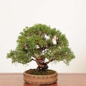 ߺϡ *  ʪ Ѥѥ Sabina chinesisShinpaku bonsai ߺ