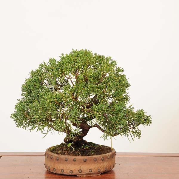 盆栽：真柏 *現品 一点物 しんぱく シンパク Sabina chinesis Shinpaku