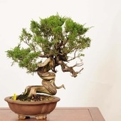 ߺϡ * Ѥѥ Sabina chinesisShinpaku bonsai ߺ