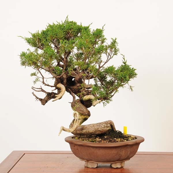 【中品　 糸魚川真柏盆栽】　　花は櫻木 人は武士❗ マツデス様専用ページ 中品 糸魚川真柏盆栽】 花は櫻木 人は武士