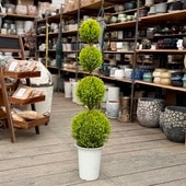  տʪɥ쥹  ȥԥ꡼*˥ե ݥݥ 1 7ץݥå