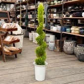  տʪɥ쥹  ȥԥ꡼*˥ե 餻 2 7ץݥå