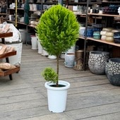  տʪ˥ե ɥ쥹 ȥԥ꡼*8 ץݥå 緿ޥ