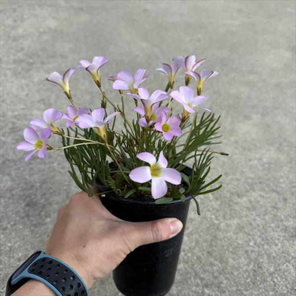 球根植物：オキザリス*ピンク花 L | サボテン＆多肉植物,コーデックス