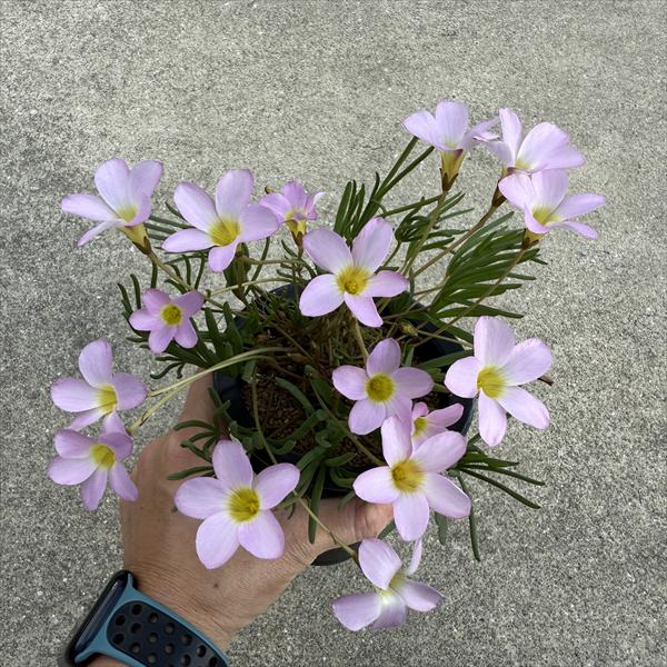 球根植物：オキザリス*ピンク花 L | サボテン＆多肉植物,コーデックス