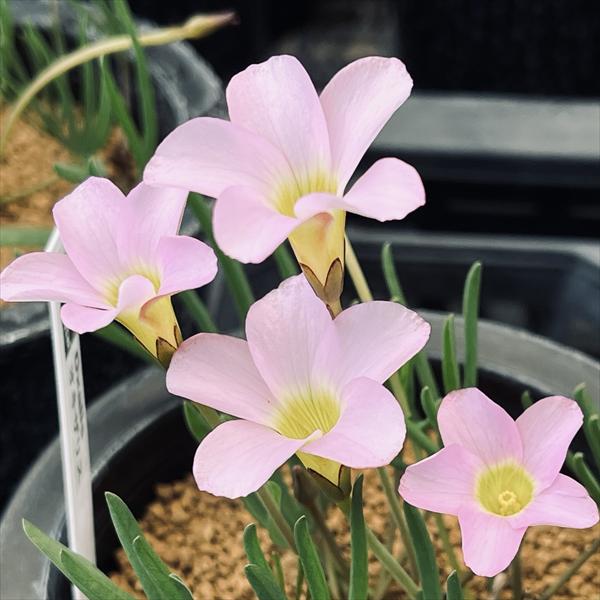 球根植物：オキザリス*ピンク花 L | サボテン＆多肉植物,コーデックス