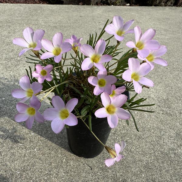 球根植物：オキザリス*ピンク花 L | サボテン＆多肉植物,コーデックス