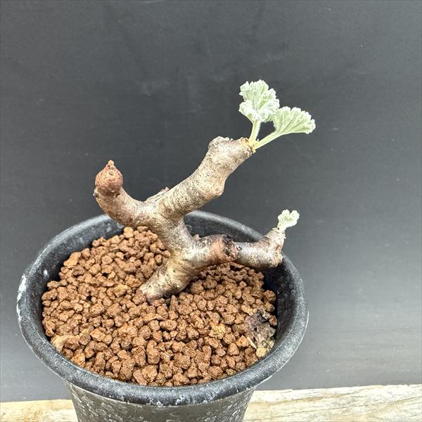 Junichi Fujiwara　ペラルゴニウム ミラビレ 幅40㎝ 大株 Junichi Fujiwara様専用 ペラルゴニウム ミラビレ 幅40㎝ 大株