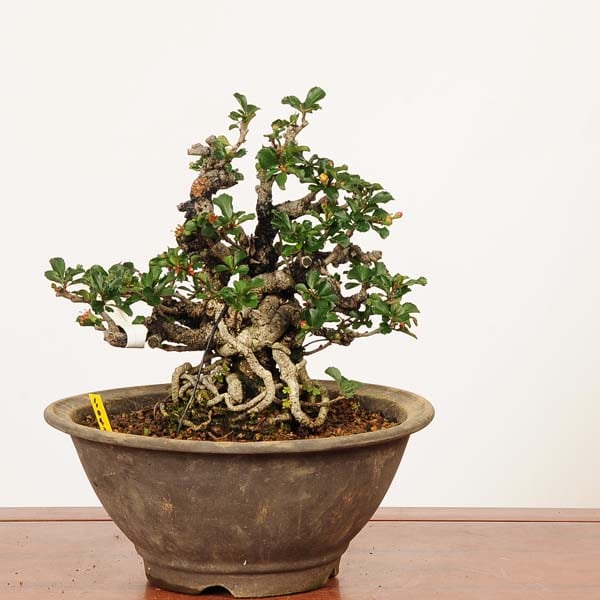 �ߺ� ������Ĺ����(���祦����Х�)������*����ʪ ���礦����Ф���Cyoujyubai�� �����ߺϡ�