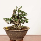 ߺ Ĺ(祦Х)*ʪ 礦ФCyoujyubai ߺϡ