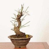 ߺϡ(ϤФ)Ȭź *ʪ ᡡᡡPrunus mumeHakubai bonsai ߺ