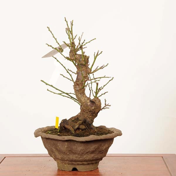 盆栽：白梅(はくばい) 八重咲 現品*一点物 うめ ウメ Prunus mume