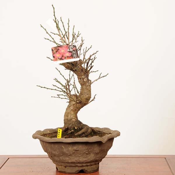 盆栽：紅梅(こうばい)一重咲 現品*一点物 うめ ウメ Prunus mume