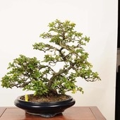 ߺ Ĺ * ʪ 祦Хchojyubai bonsai ߺ