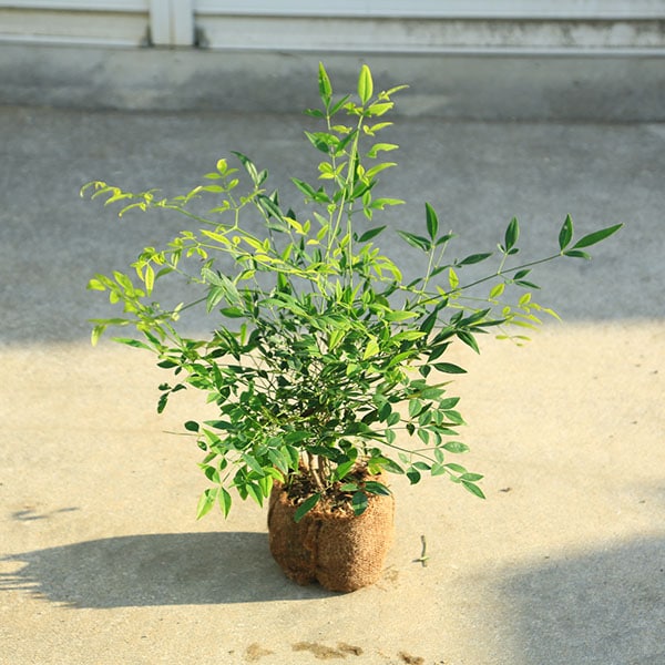 ���ڡ����ڡ��ġ�����ŷ�ʤ����ʤ�Ƥ�˾���*�����⡧��25���